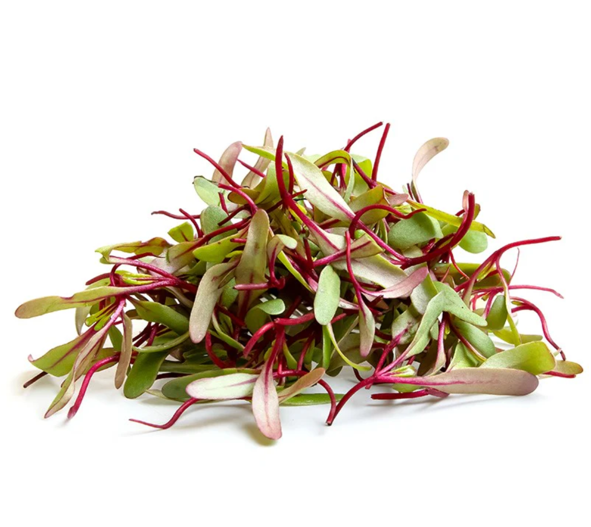 Brotes de Betabel