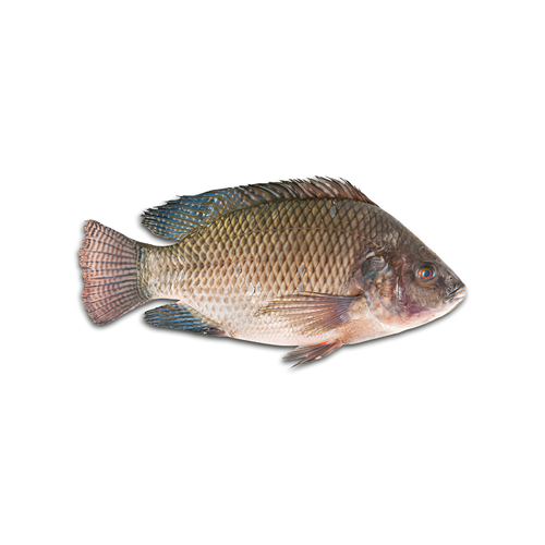 Mojarra Mediana
