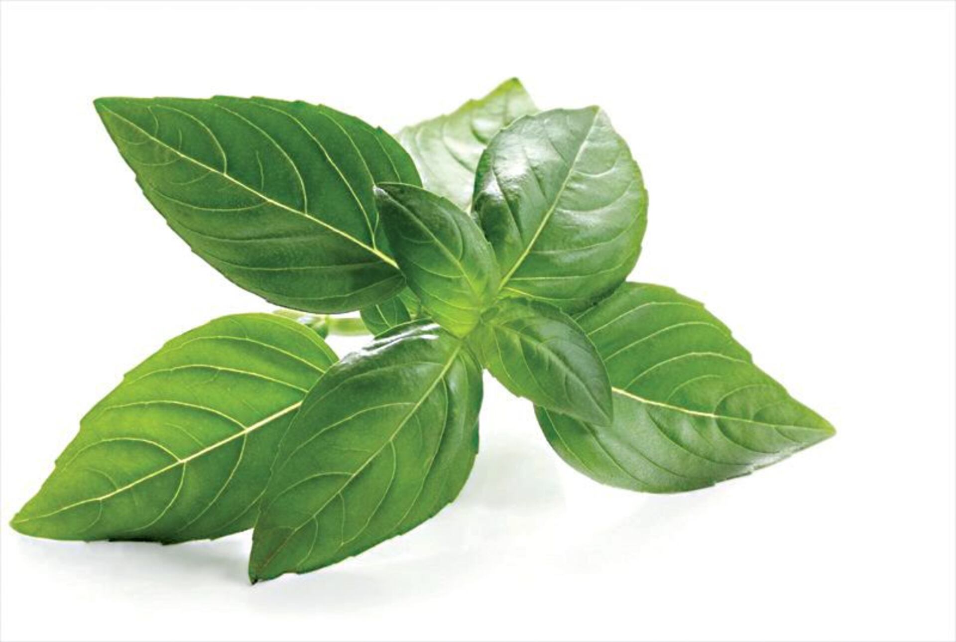 Albahaca Mamut