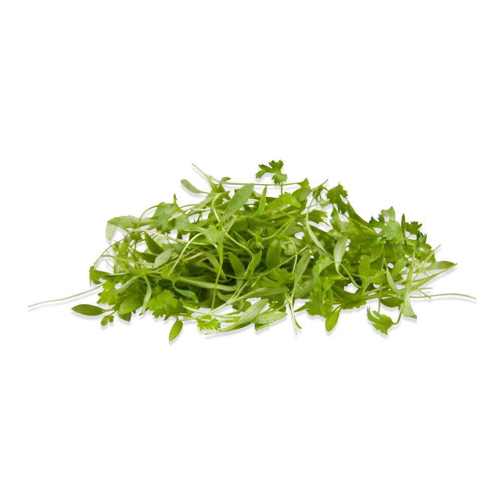 Brotes de Cilantro