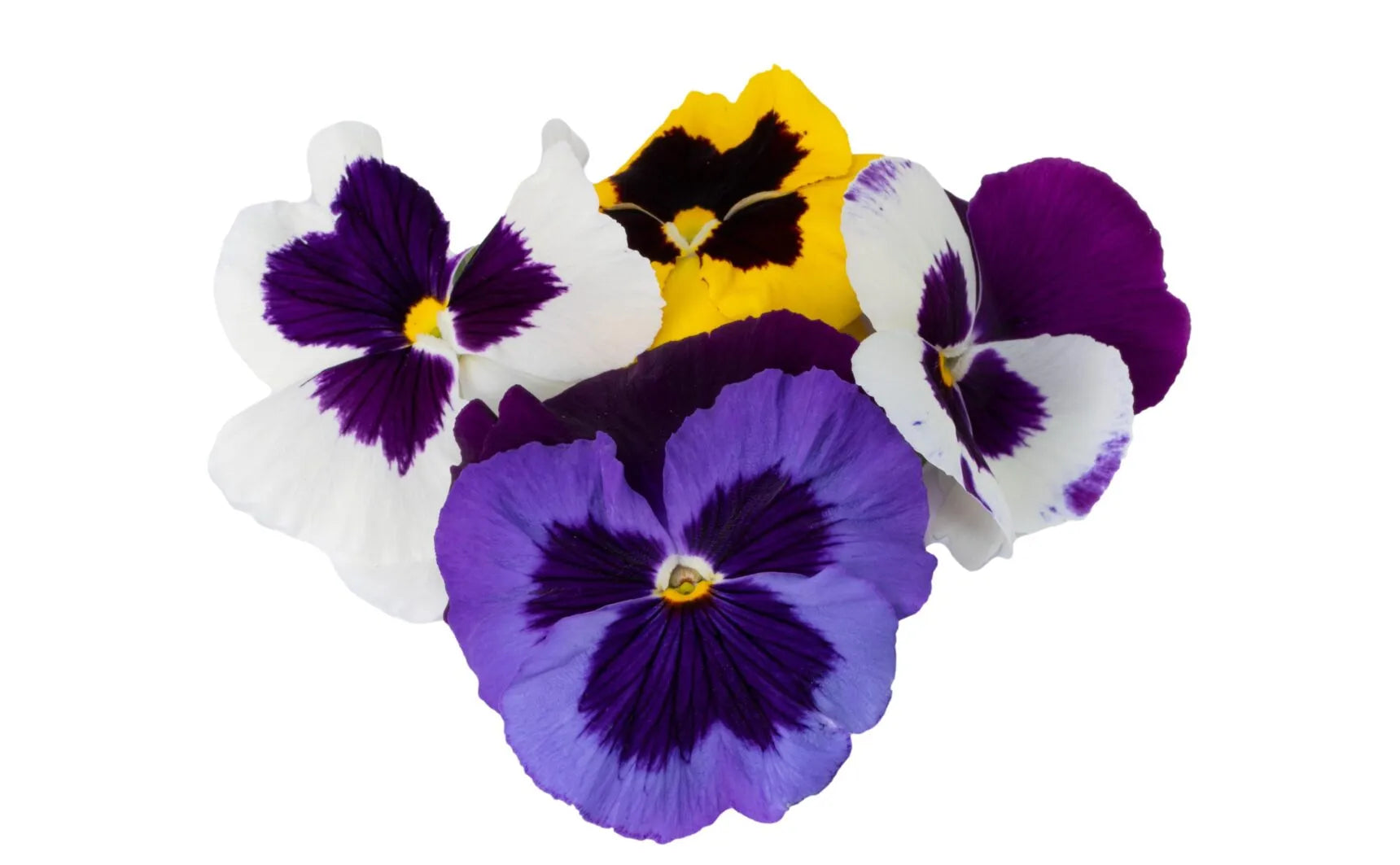 Flor Pensamientos