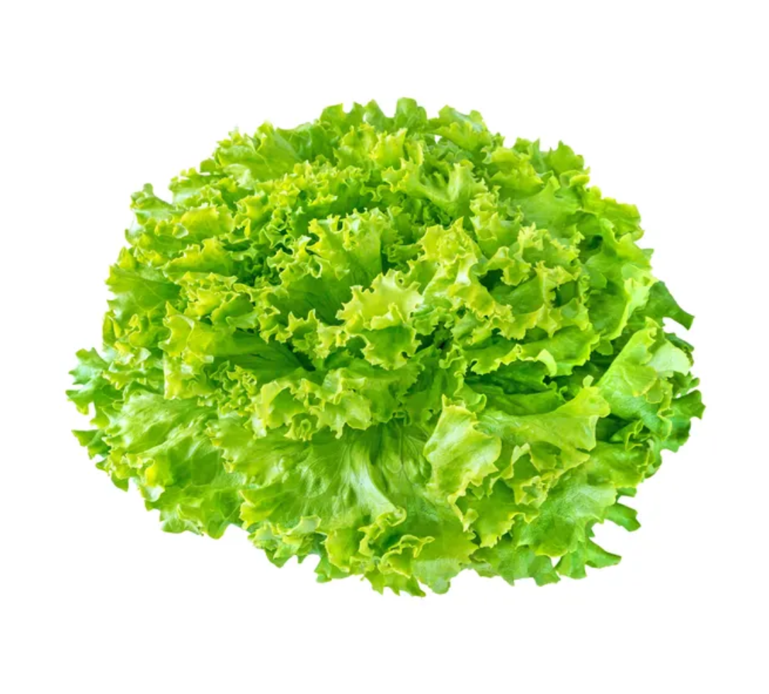 Lechuga Italiana